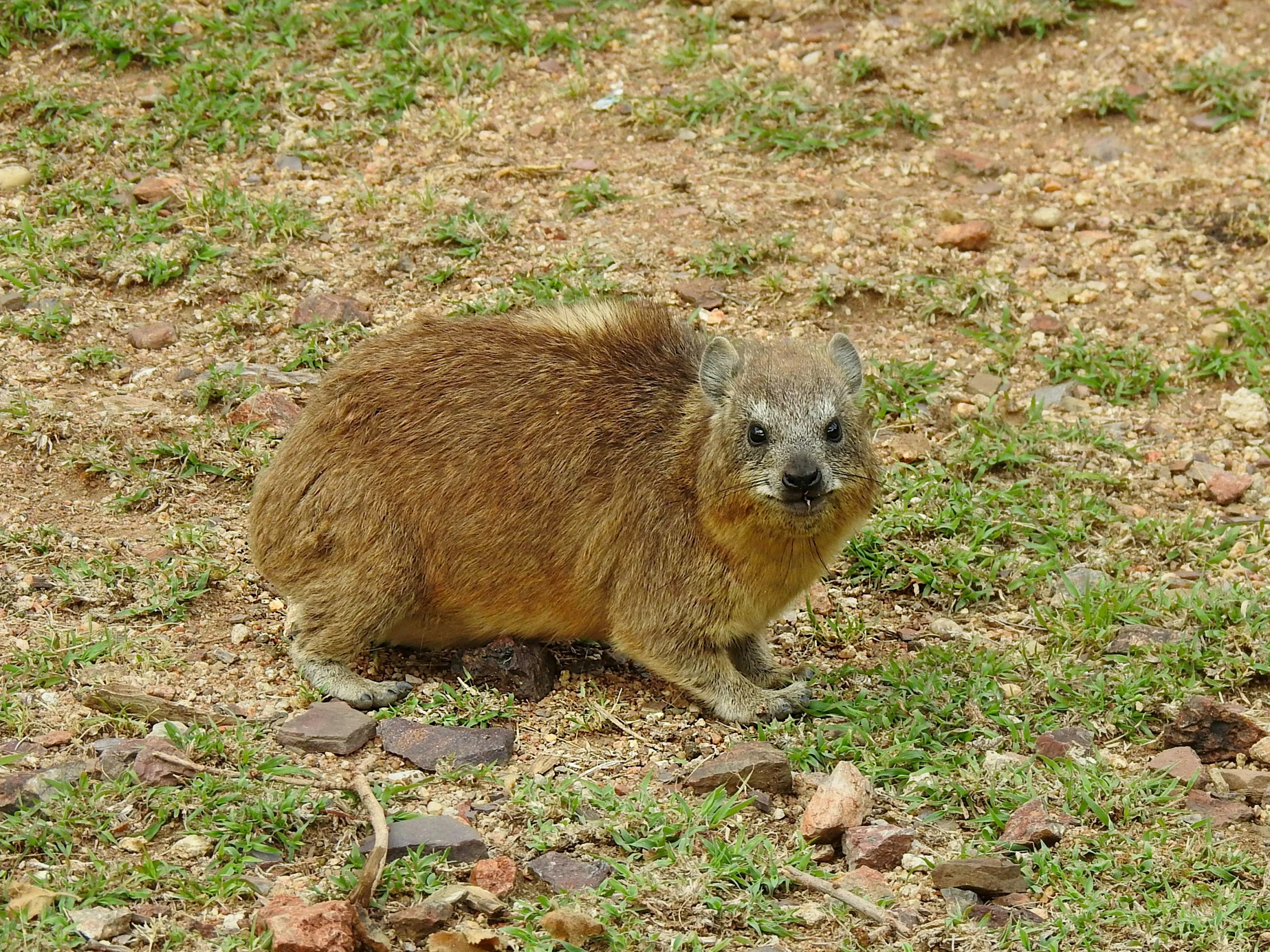 a brown animal standing on top of a green field