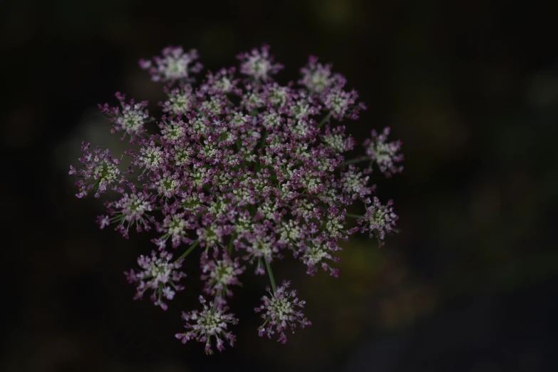 many purple and white flowers are sitting together