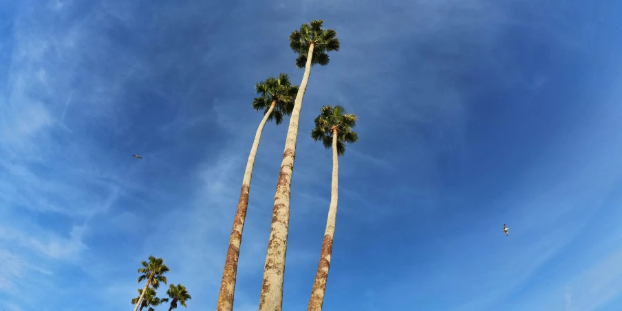 tall palm trees against a blue sky on a sunny day