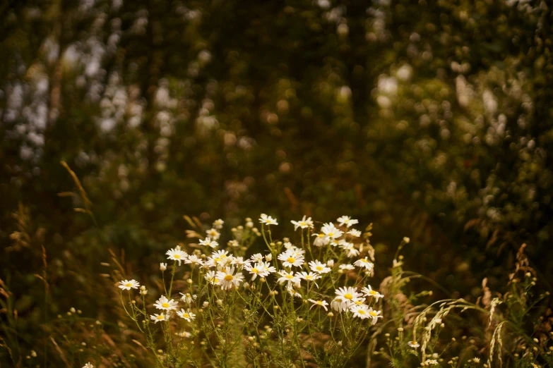 a field of flowers in sunlight surrounded by trees