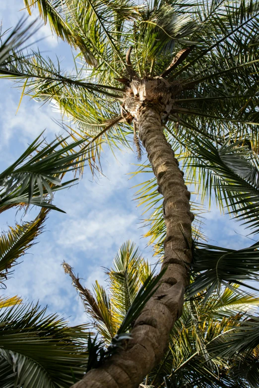 the bottom view of a palm tree from below