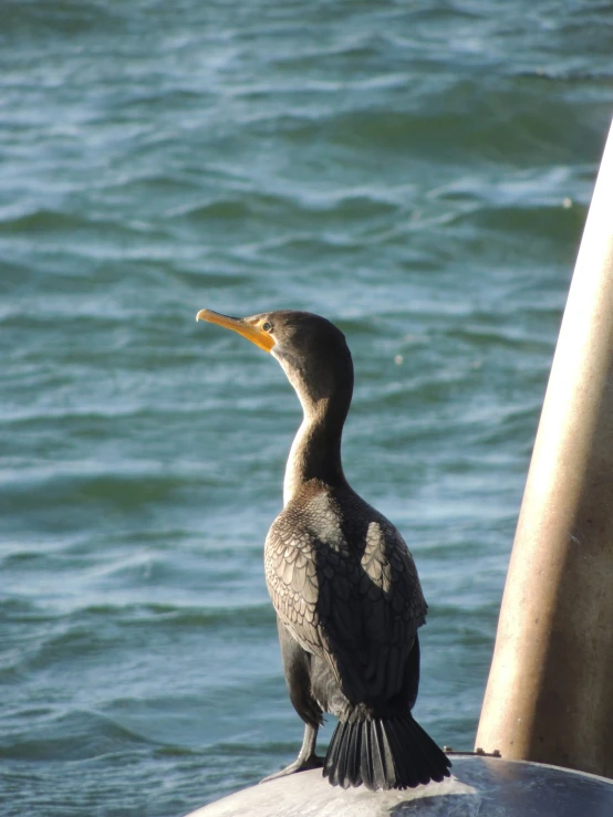 a bird perched on the back of a boat in the water