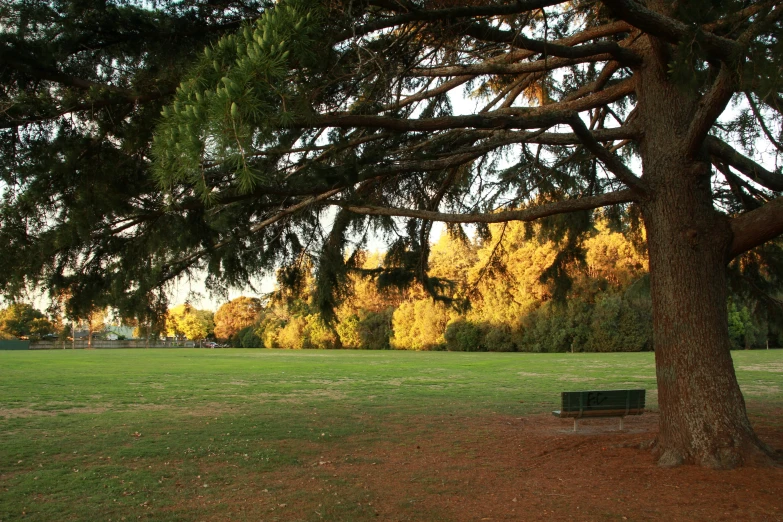 large park with bench near the grass covered trees