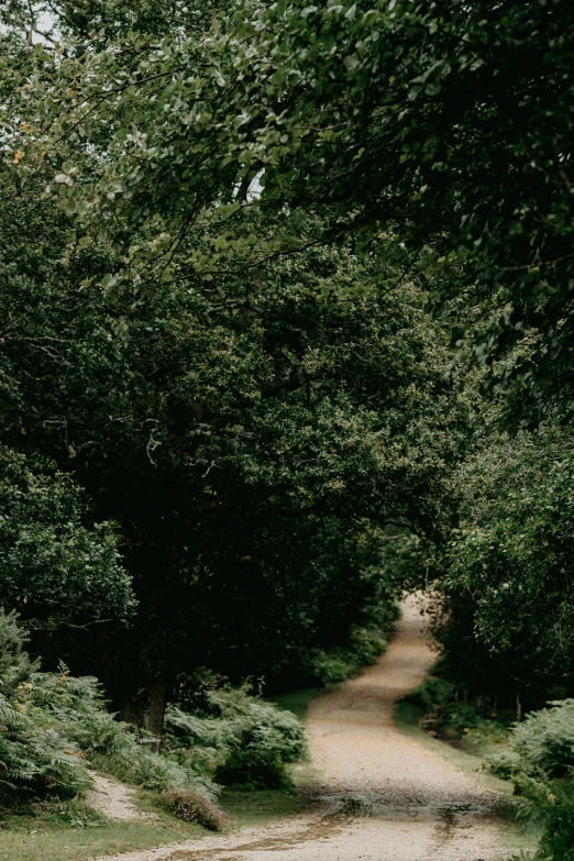 an empty dirt road surrounded by trees