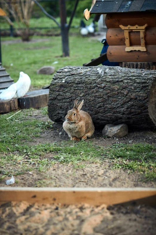 a rabbit laying in the ground next to logs