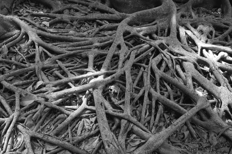 a large bunch of vines on a floor