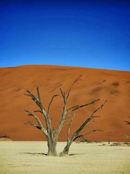the lone tree in the desert is dead