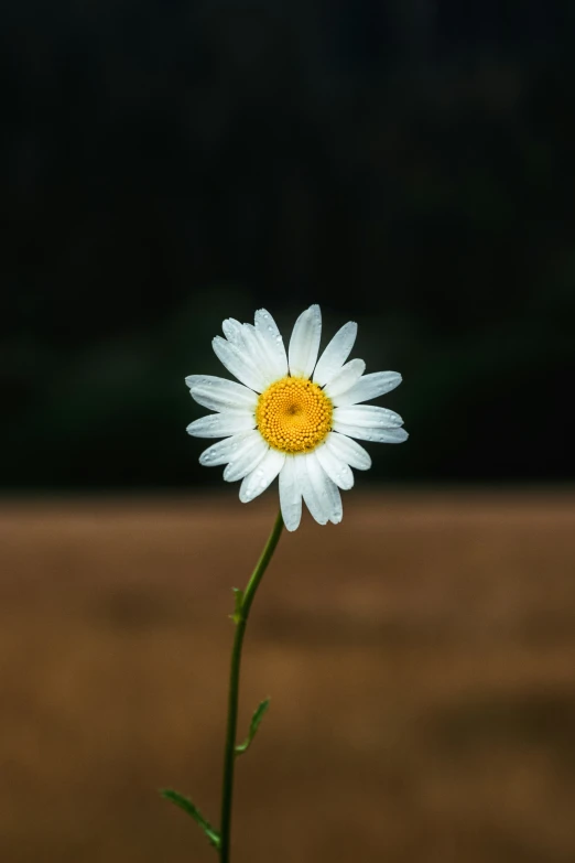 a flower is shown in front of a dark background