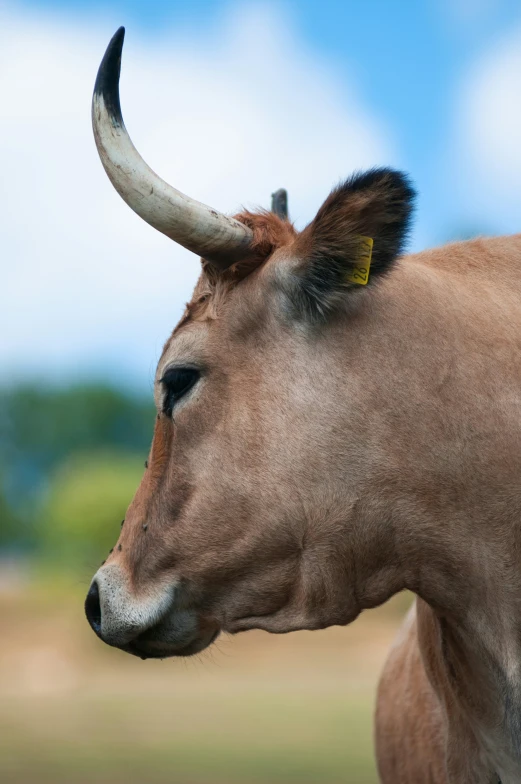 a bull's head with long horns is in front of a grassy field