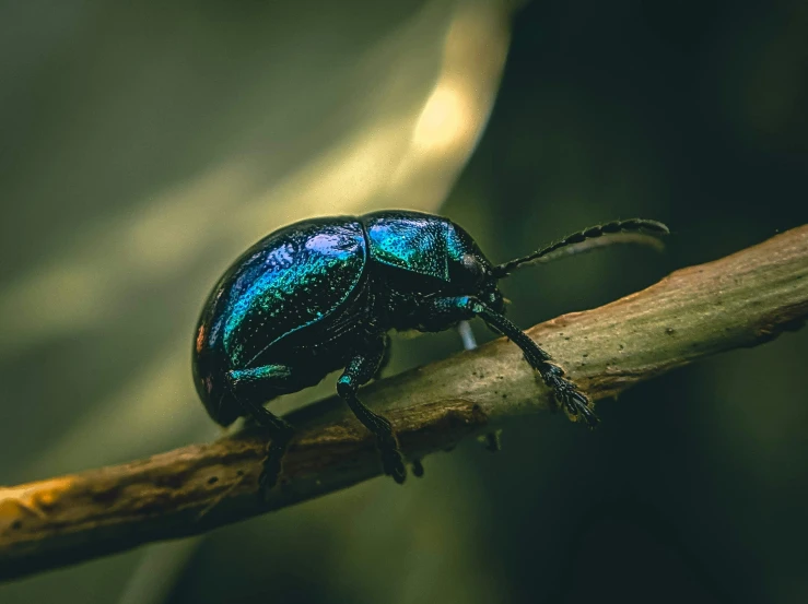 there is a bug sitting on the twig