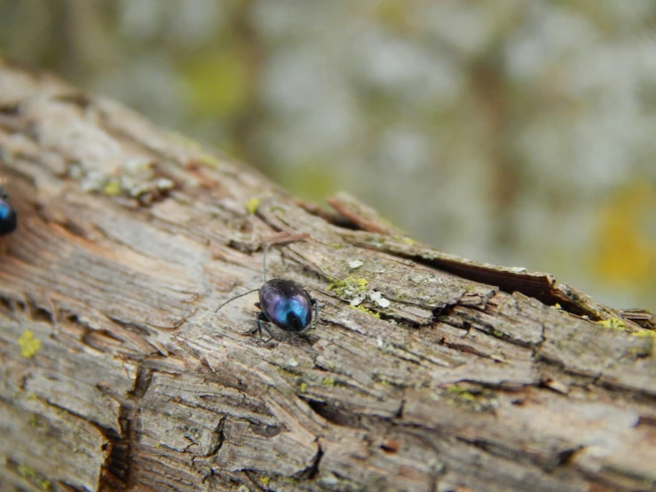 small blue bugs sitting on a wooden surface