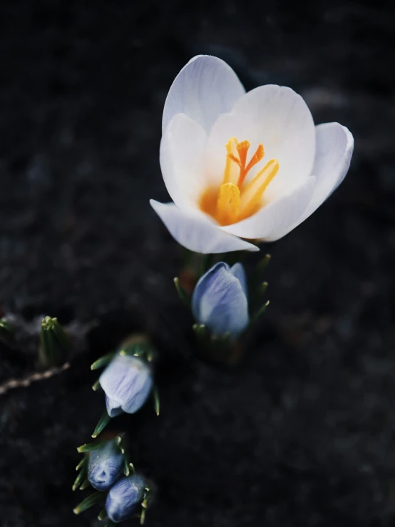 white and orange flower sitting on the ground