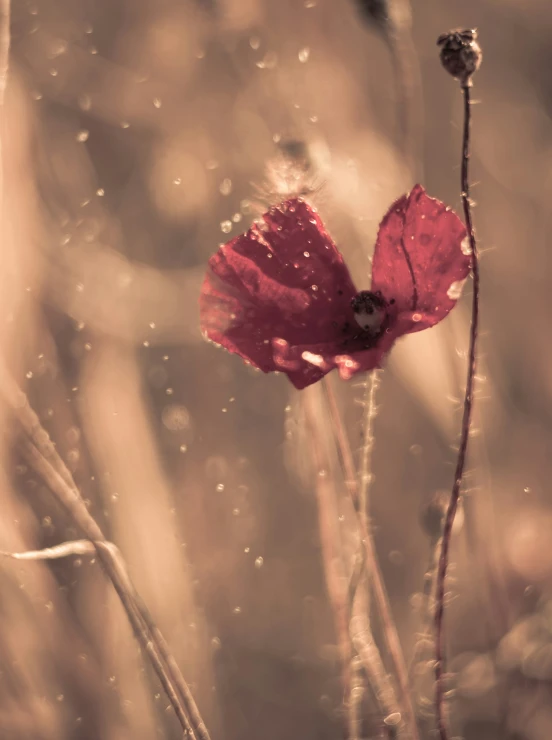 a couple of red flowers in a grass field