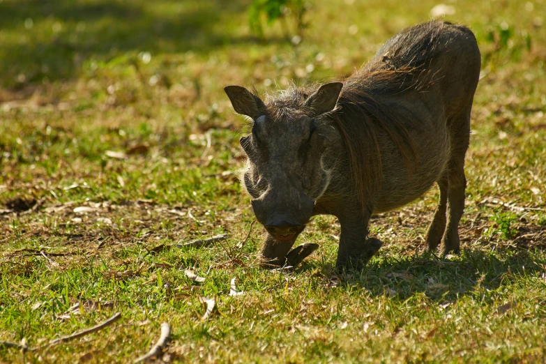 an up close view of a warthog in a field