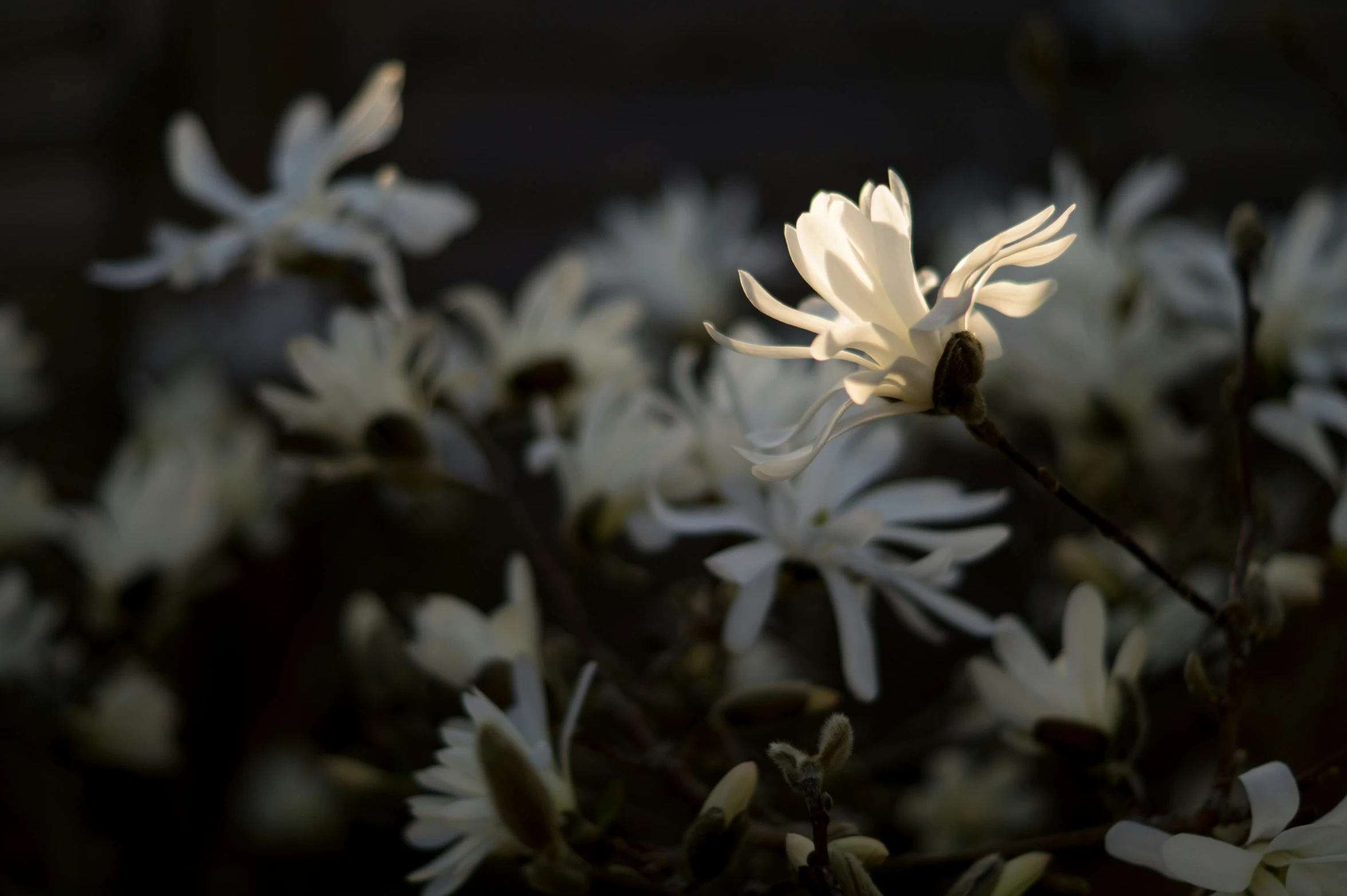 the blossoming flowers of a tree in the afternoon