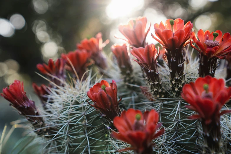 a small group of flowers with large spines on top