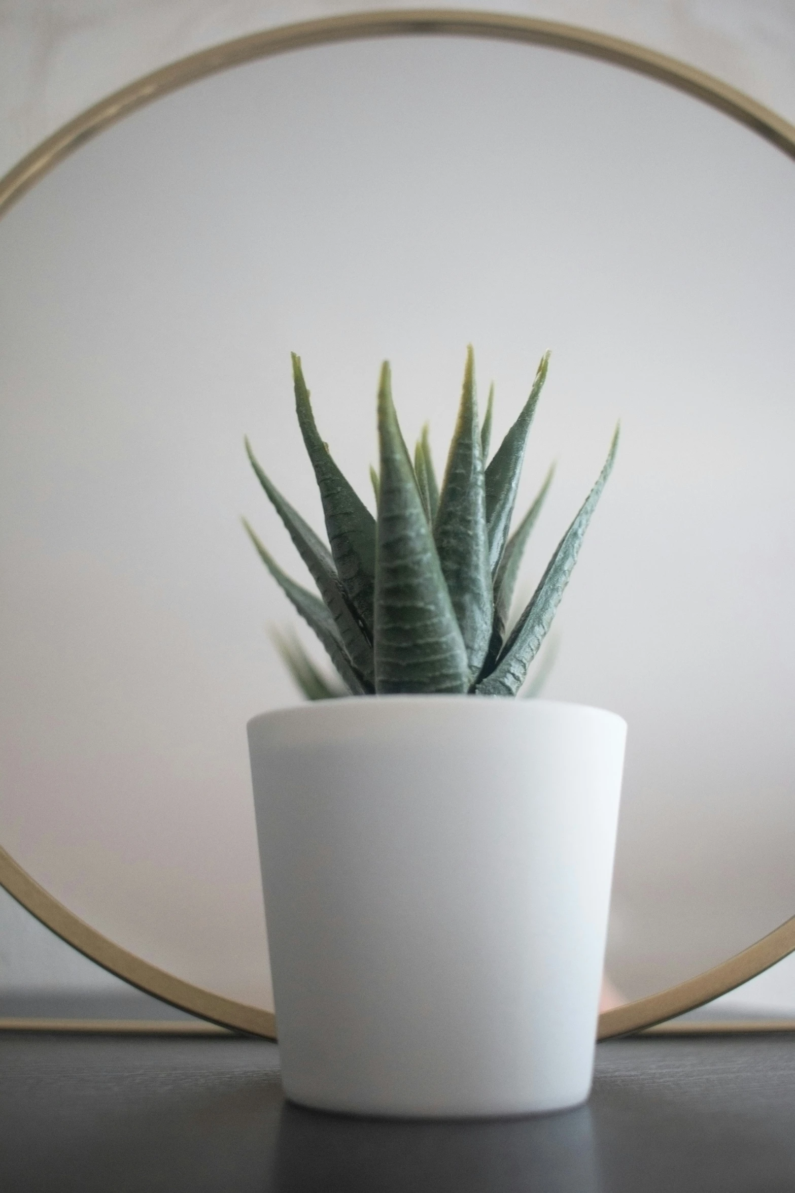 the plant is displayed in the small white pot