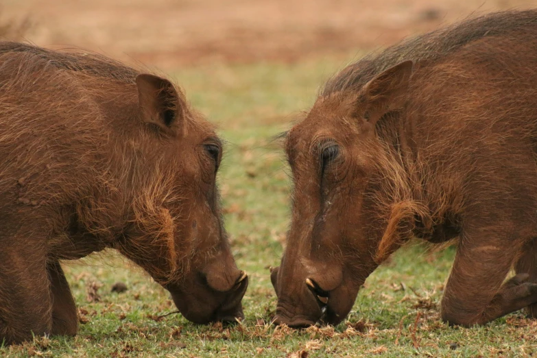 two warthogs are grazing together in a field