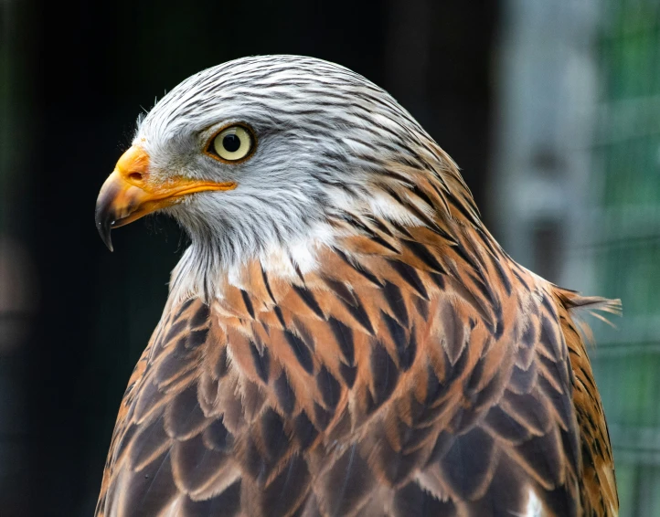 a close up image of an eagle bird with white head and brown chest