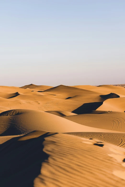 the horizon in desert and a bird flying away