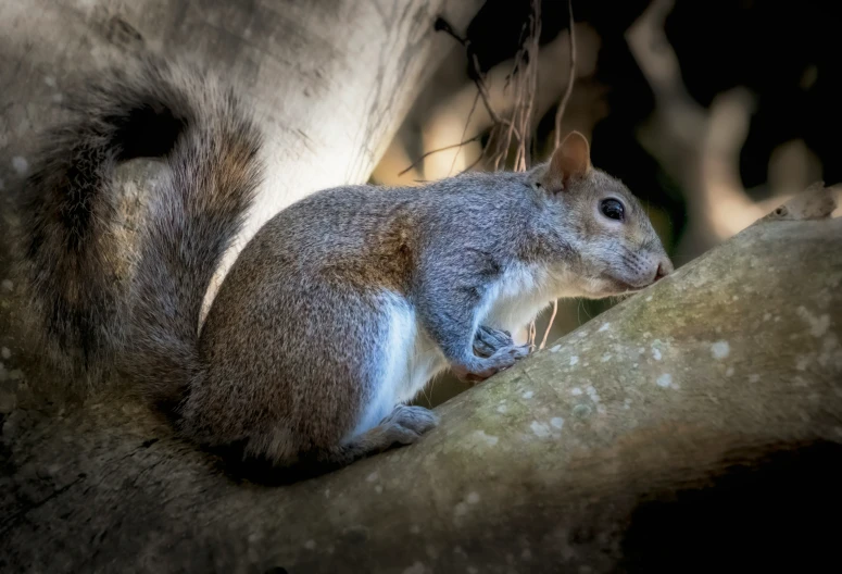 a squirrel is sitting on top of a nch