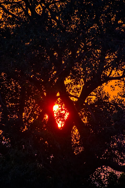 a sunset seen through the nches of a tree