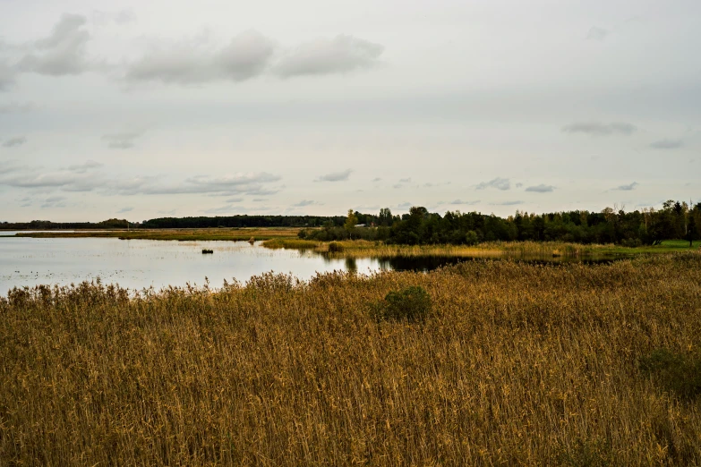 a bird is flying over some water and grass