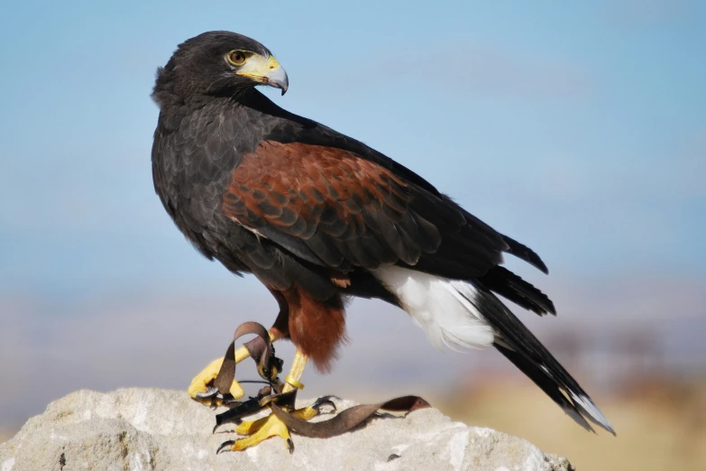 a large bird is perched on top of some rocks