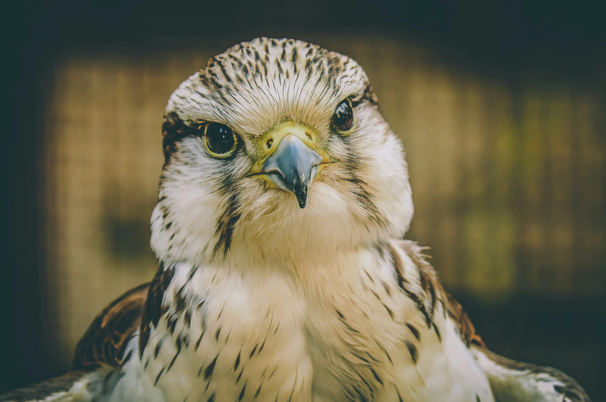 this is an image of a bird of prey