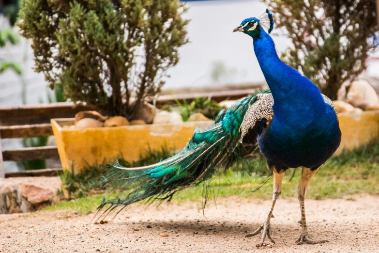 a blue peacock stands next to another bird