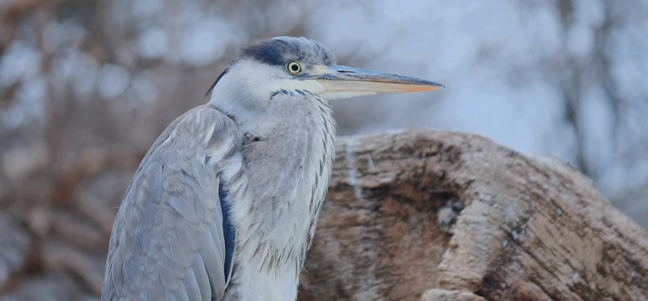 an older bird sitting on a rock next to some trees