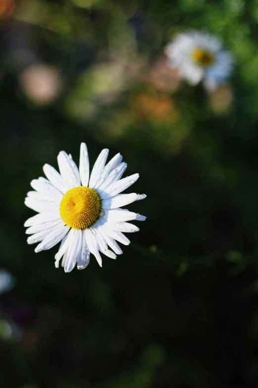 a close up of a daisy looking at the camera