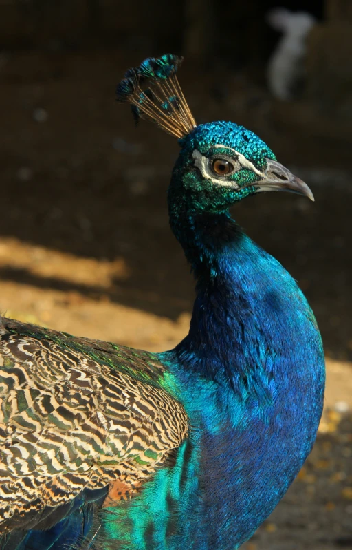 a blue and gold colored peacock with feathers