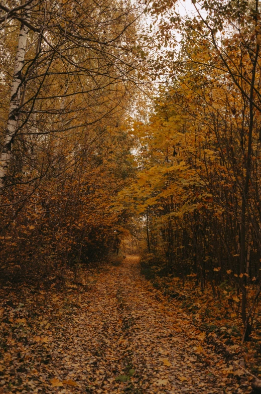 a leaf covered dirt path in an autumn forest