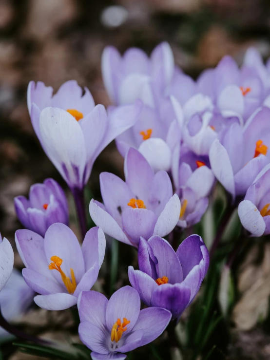 there are some purple flowers that are on the ground