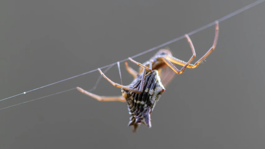 the front end of a bug on a clothes line