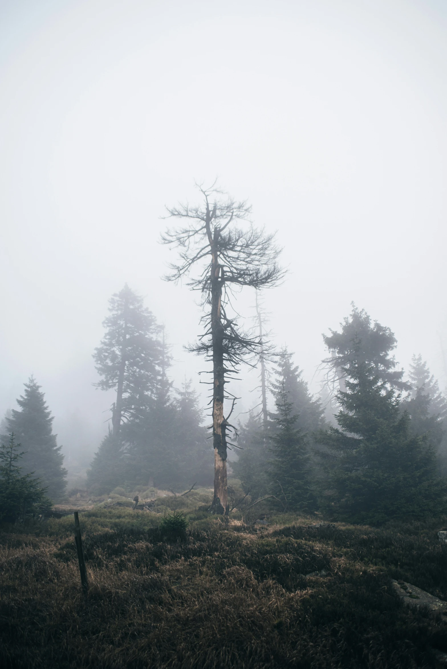 fog covering the landscape and trees of an area