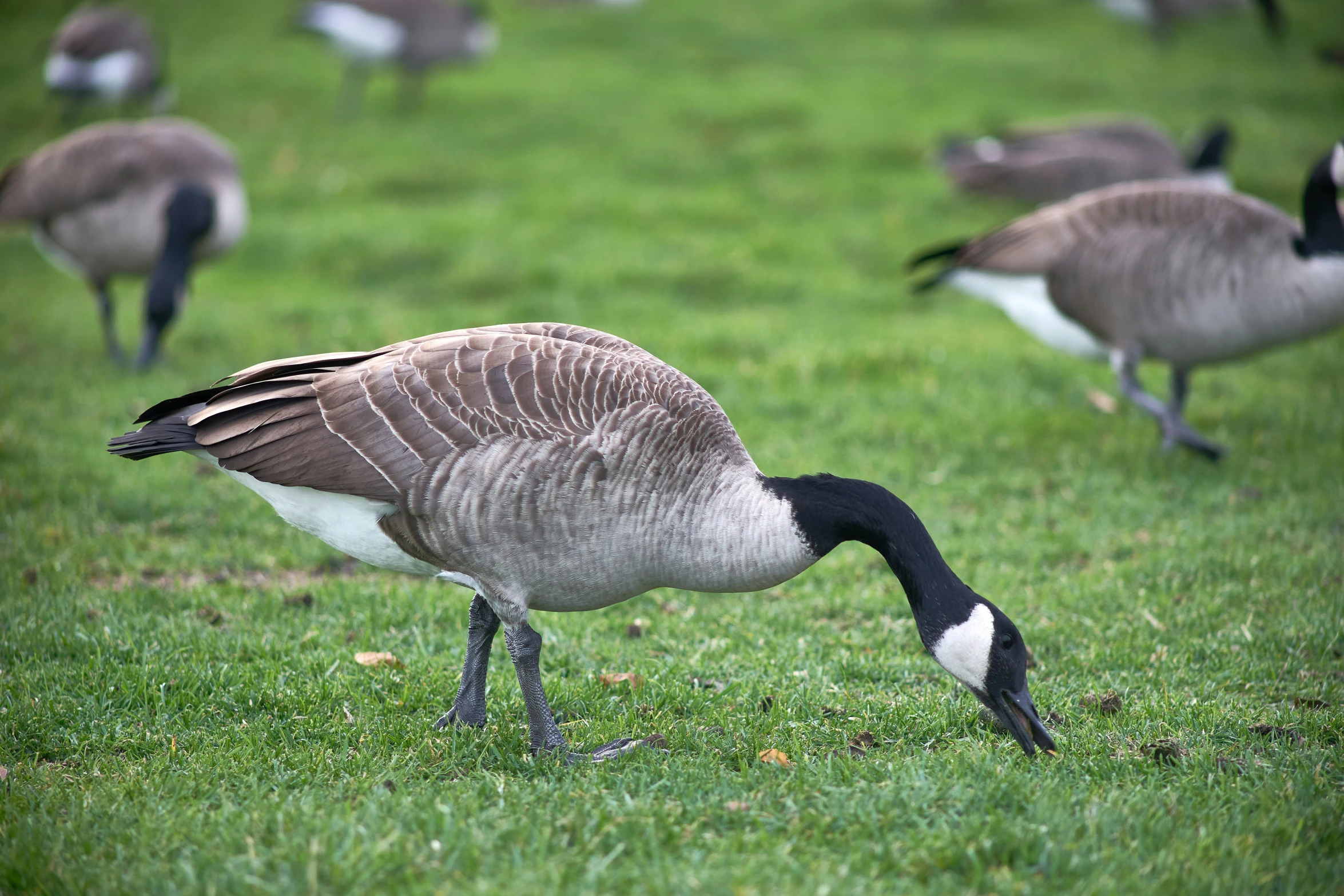 two geese and one goose in grassy area