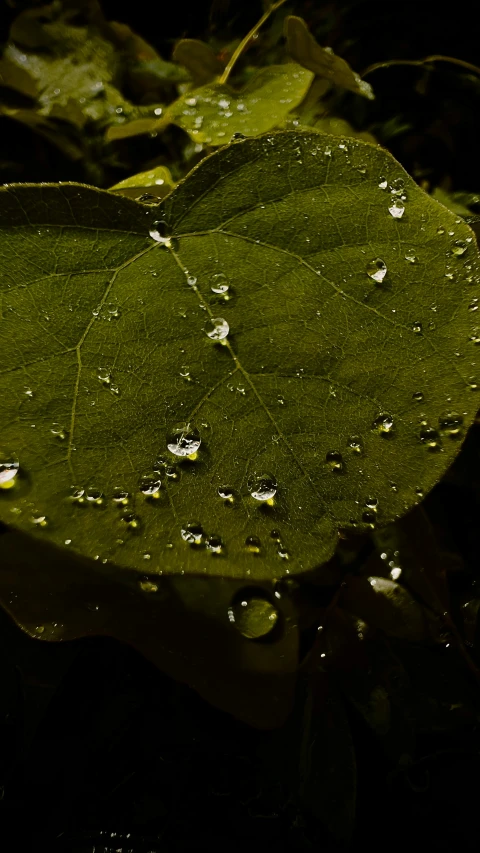 some leaves have drops on them after a rainstorm