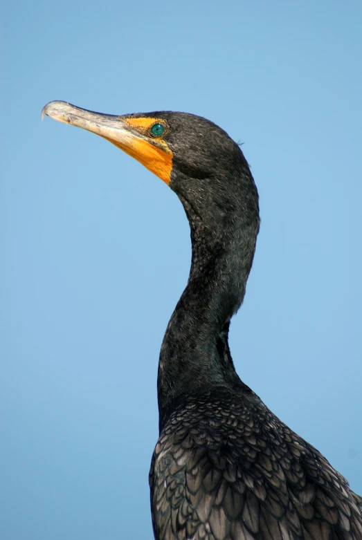 a close up of a bird's neck with a sky background