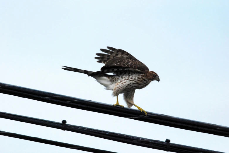 the bird is sitting on the power lines outside