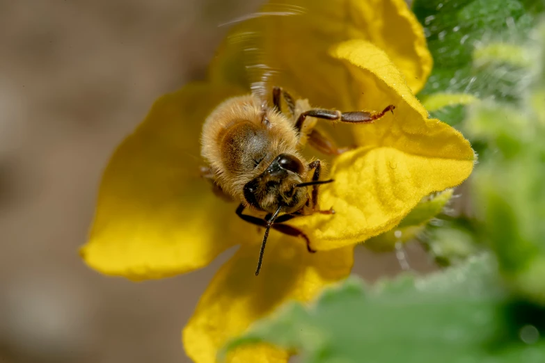 a bee on the top of a flower