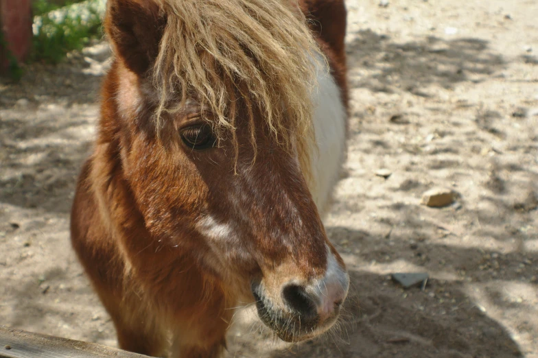 a brown horse standing in a dirt field