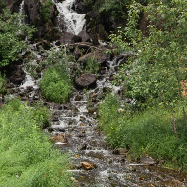 the stream is full of water and trees