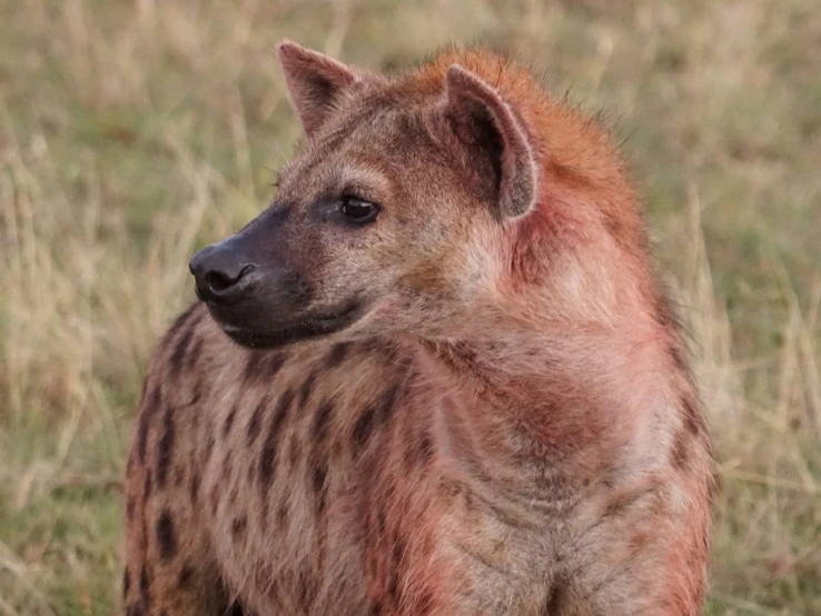 a spotted hyena walking through a field