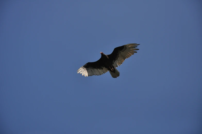 an eagle soaring through a blue sky with no clouds