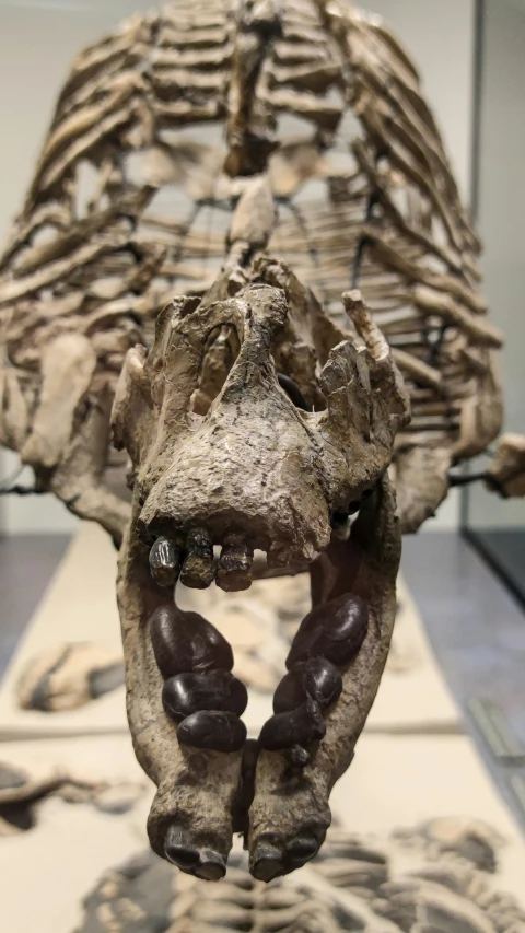 a po of some human parts displayed on a table