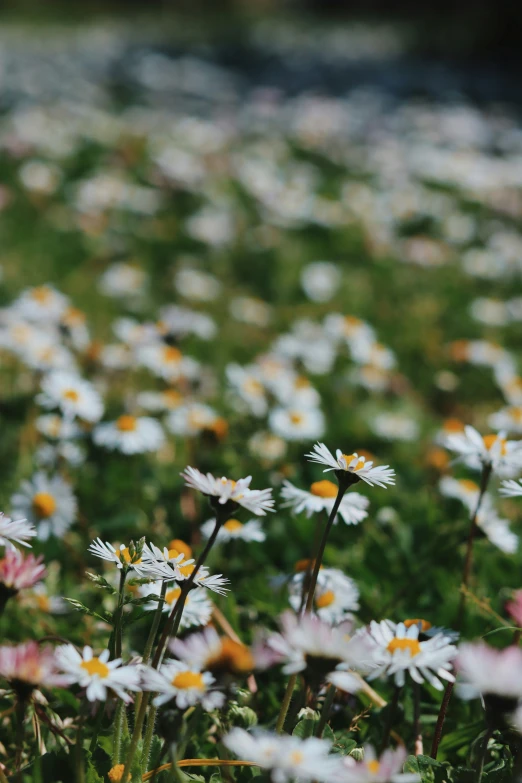 a field of wild daisies with an empty bus in the background