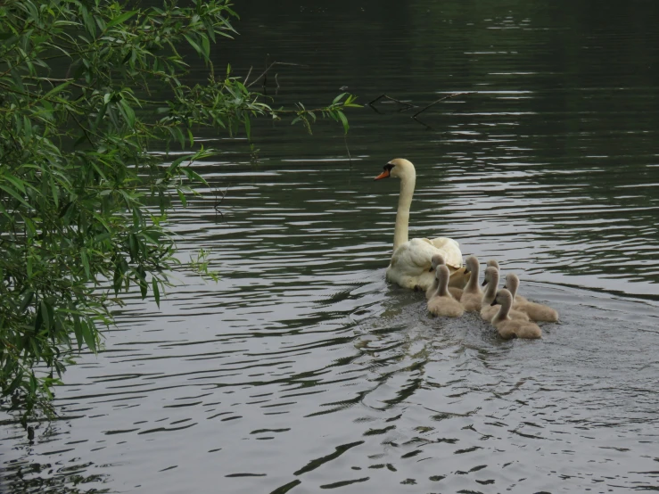 there are several ducks swimming together in the water