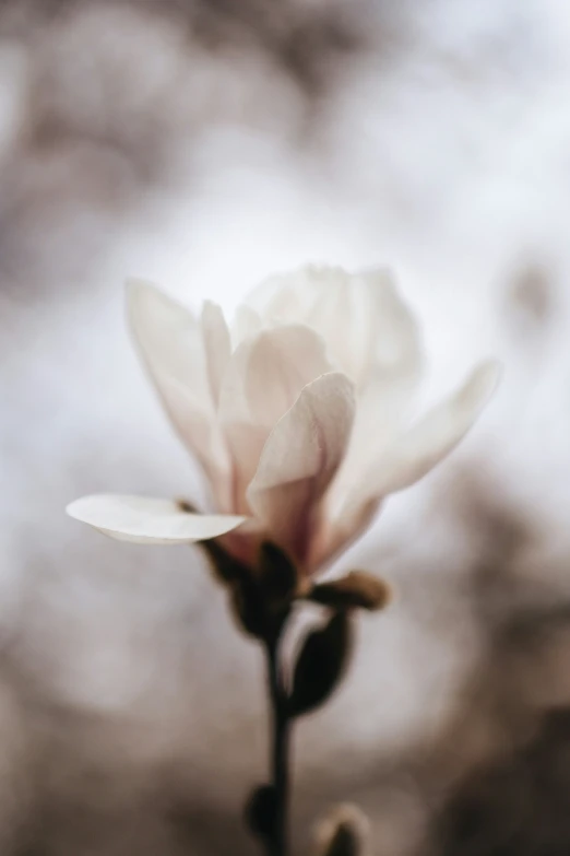 a single blooming flower is seen against the cloudy sky